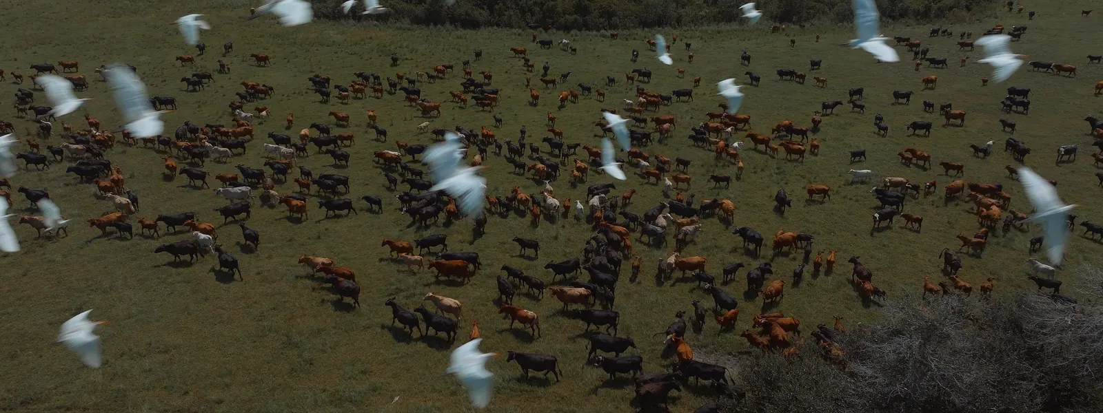 Fort McCoy Ranch Drone of Cow and Birds